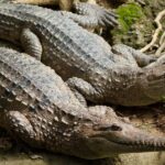 Pictures of Freshwater Crocodile