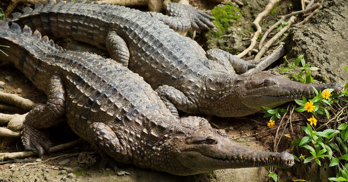 Pictures of Freshwater Crocodile