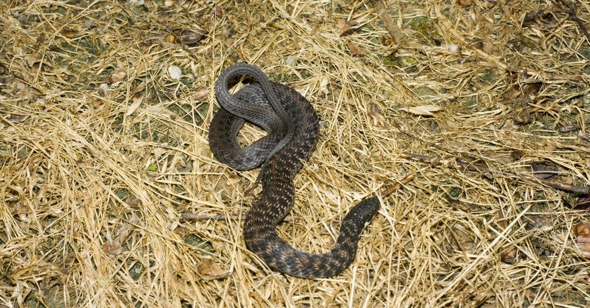 Pictures of Kirtlands Snake