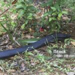 Pictures of Eastern Indigo Snake