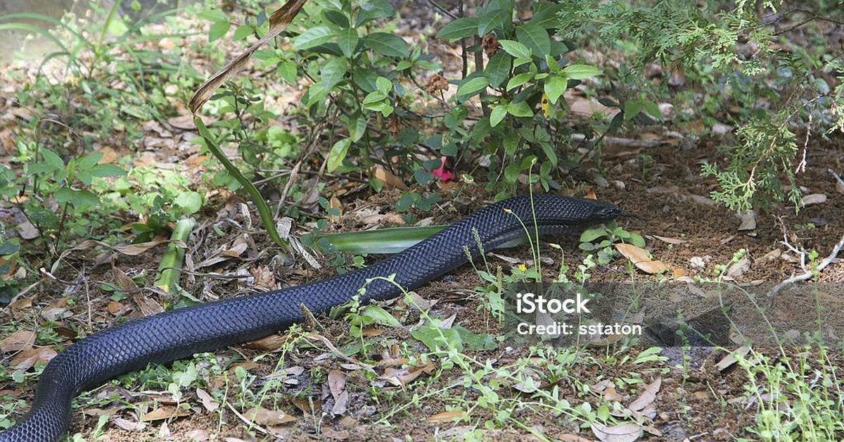 Pictures of Eastern Indigo Snake