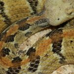 Pictures of Timber Rattlesnake