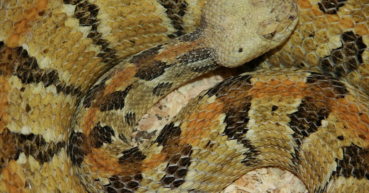 Pictures of Timber Rattlesnake