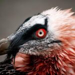 Pictures of Bearded Vulture