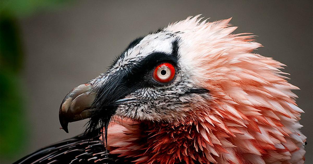 Pictures of Bearded Vulture