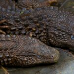 Pictures of Texas Spiny Lizard