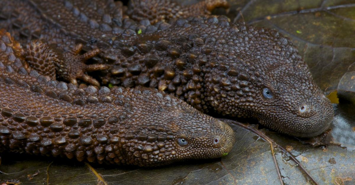 Pictures of Texas Spiny Lizard