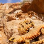 Pictures of Armadillo Lizard