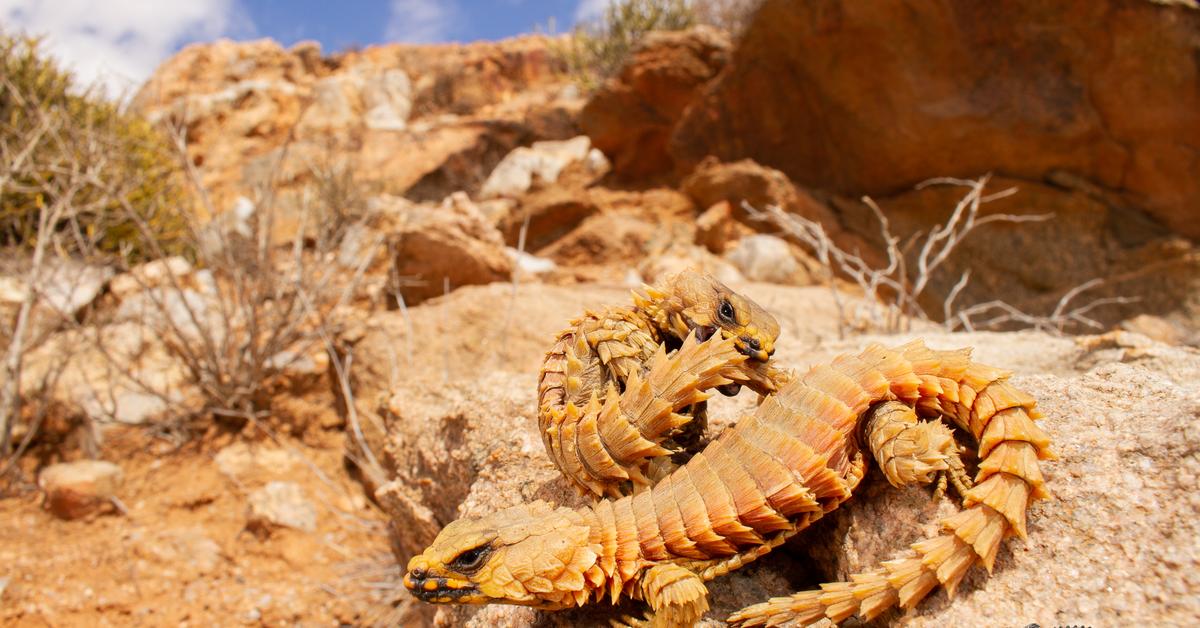 Pictures of Armadillo Lizard