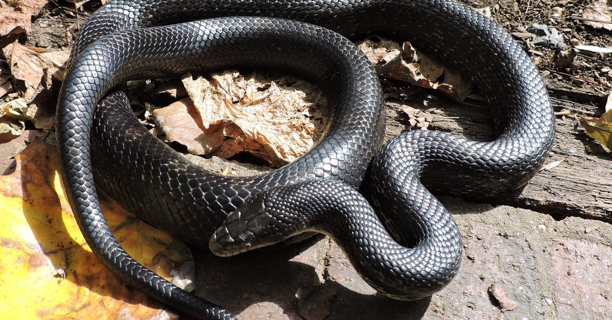 Pictures of Eastern Rat Snake