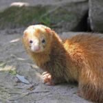 Pictures of Cinnamon Ferret