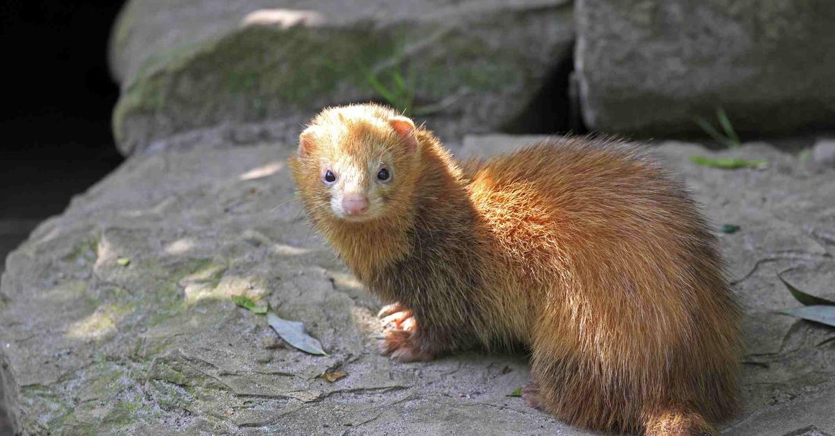 Pictures of Cinnamon Ferret