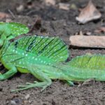 Pictures of Basilisk Lizard