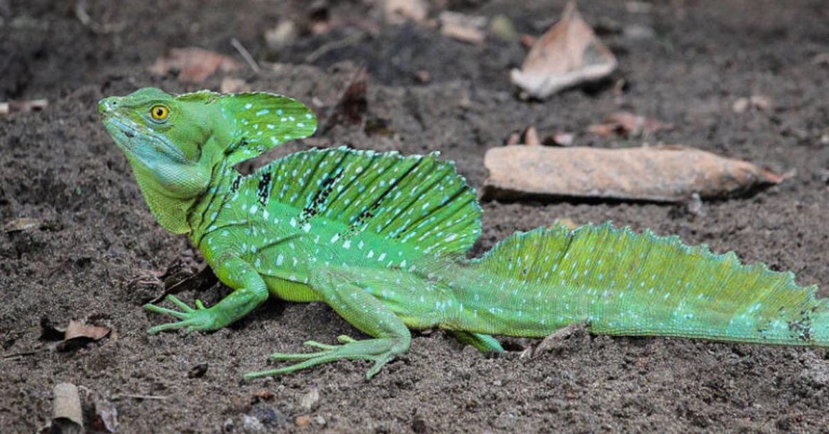 Pictures of Basilisk Lizard