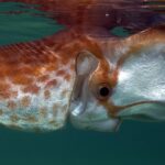 Pictures of Blanket Octopus