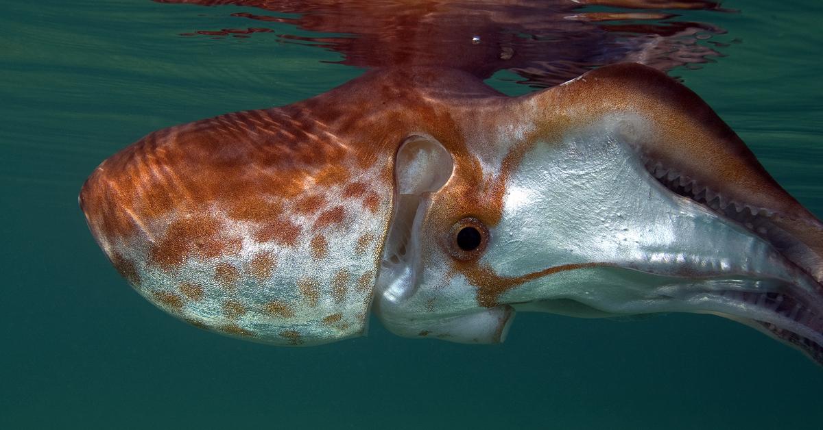 Pictures of Blanket Octopus