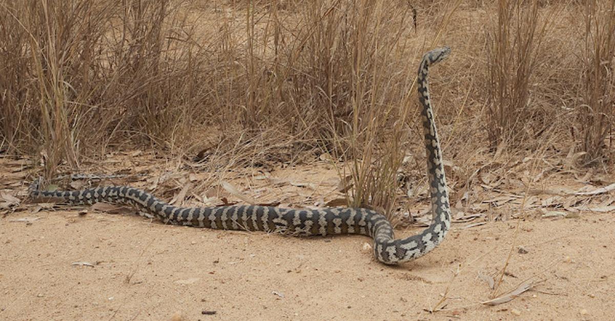 Pictures of Carpet Viper