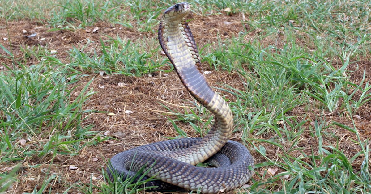 Pictures of Snouted Cobra