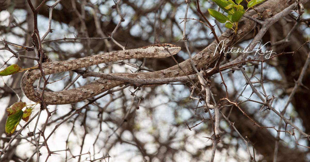 Pictures of Twig Snake