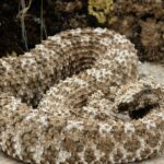 Pictures of Spider-Tailed Horned Viper