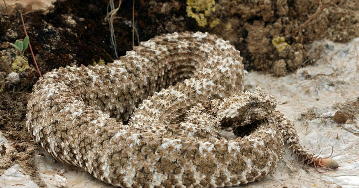 Pictures of Spider-Tailed Horned Viper