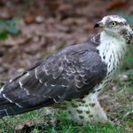 Pictures of Honey Buzzard