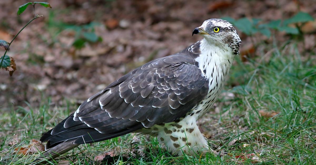 Pictures of Honey Buzzard