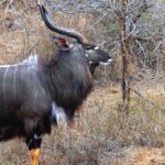 Pictures of Nyala