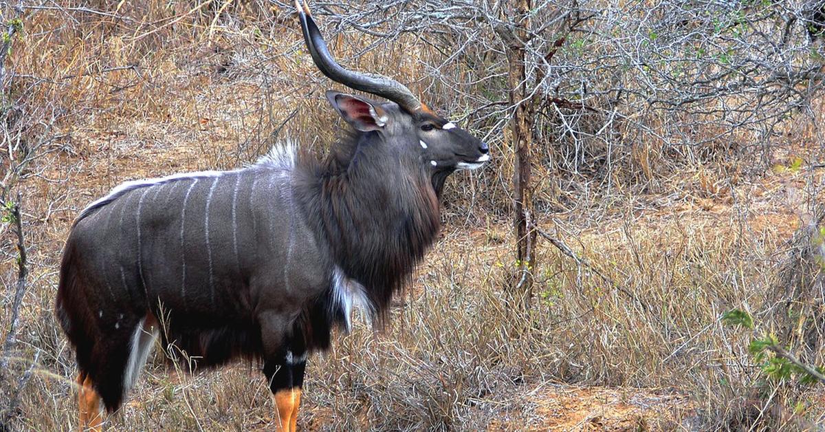 Pictures of Nyala