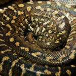 Pictures of Banana Ball Python