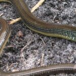 Pictures of Eastern Glass Lizard