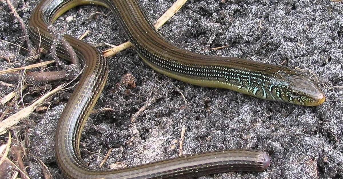 Pictures of Eastern Glass Lizard
