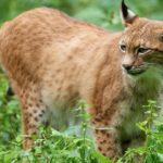 Pictures of Eurasian Lynx