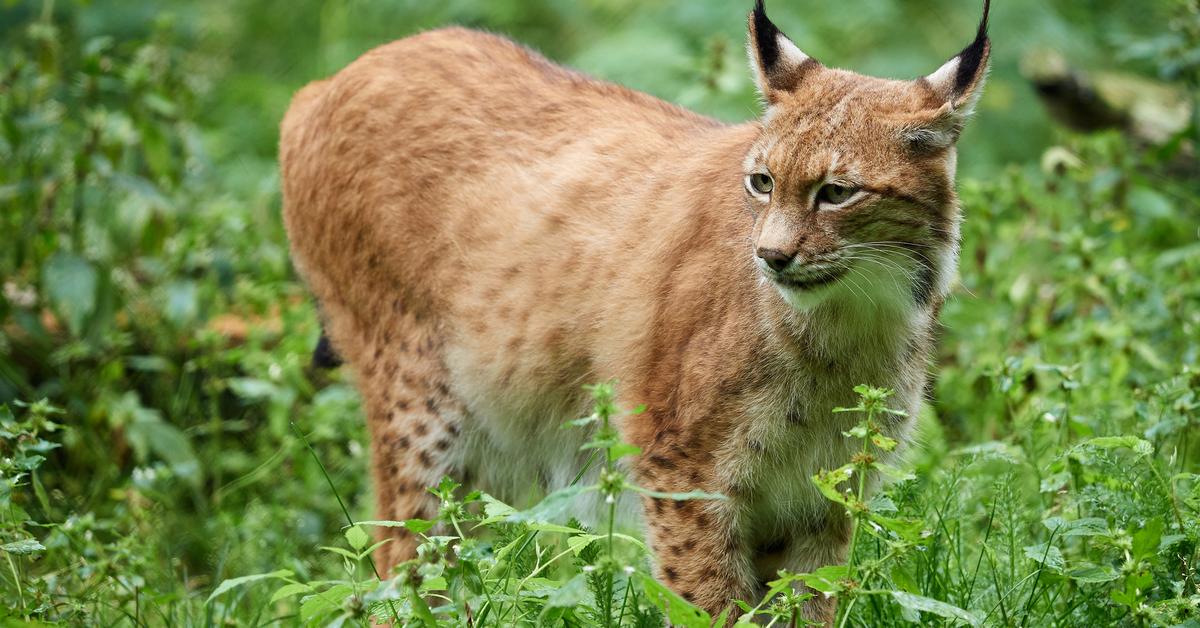 Pictures of Eurasian Lynx