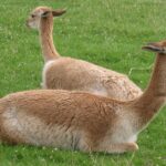 Pictures of Vicuña