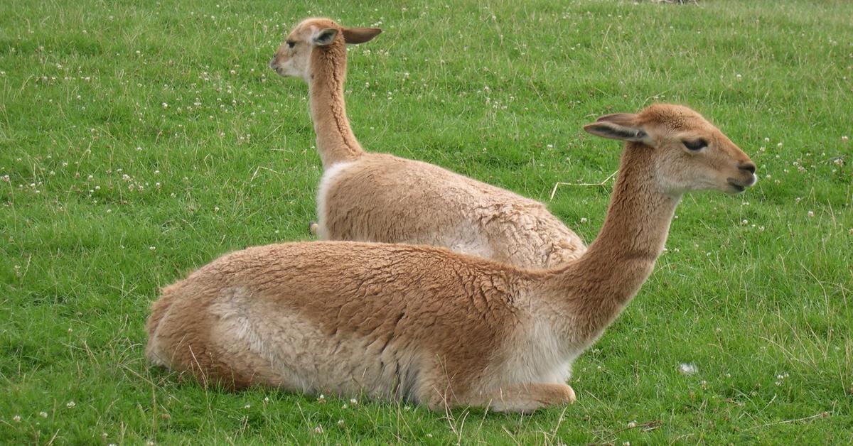 Pictures of Vicuña