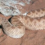 Pictures of Sand Viper