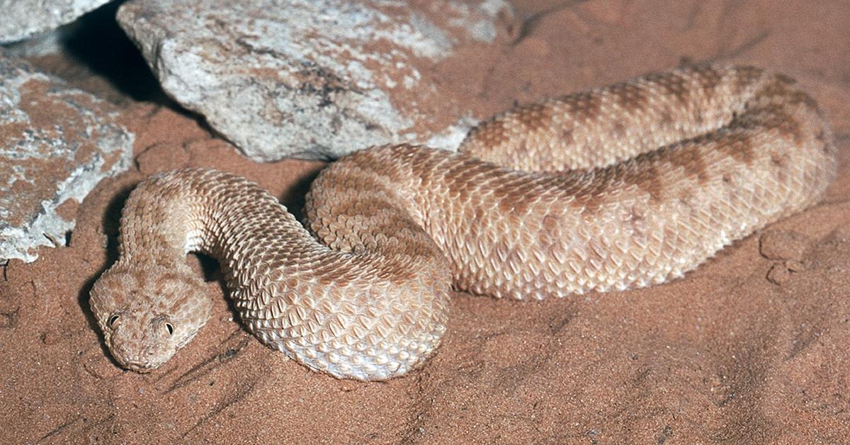 Pictures of Sand Viper