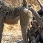 Pictures of Olive Baboon