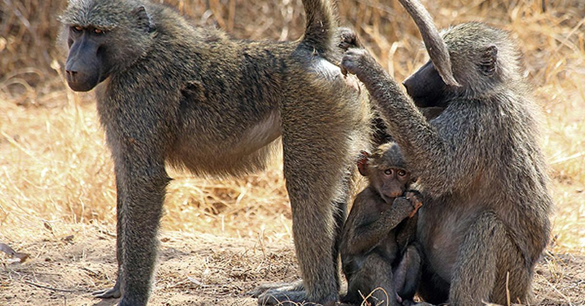 Pictures of Olive Baboon