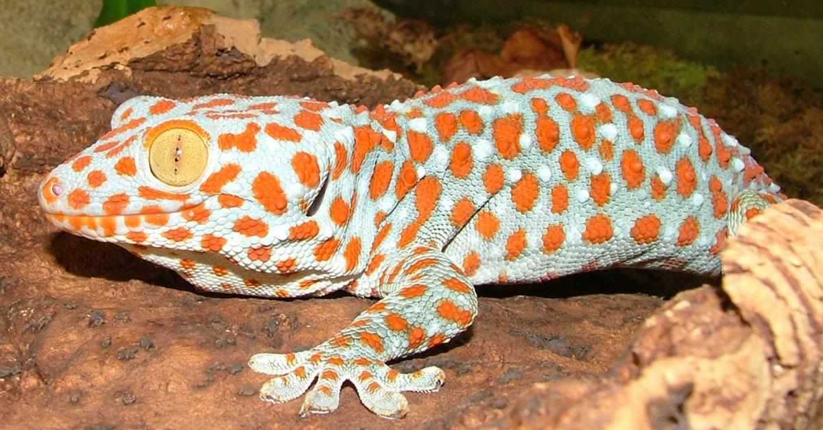 Pictures of Tokay Gecko