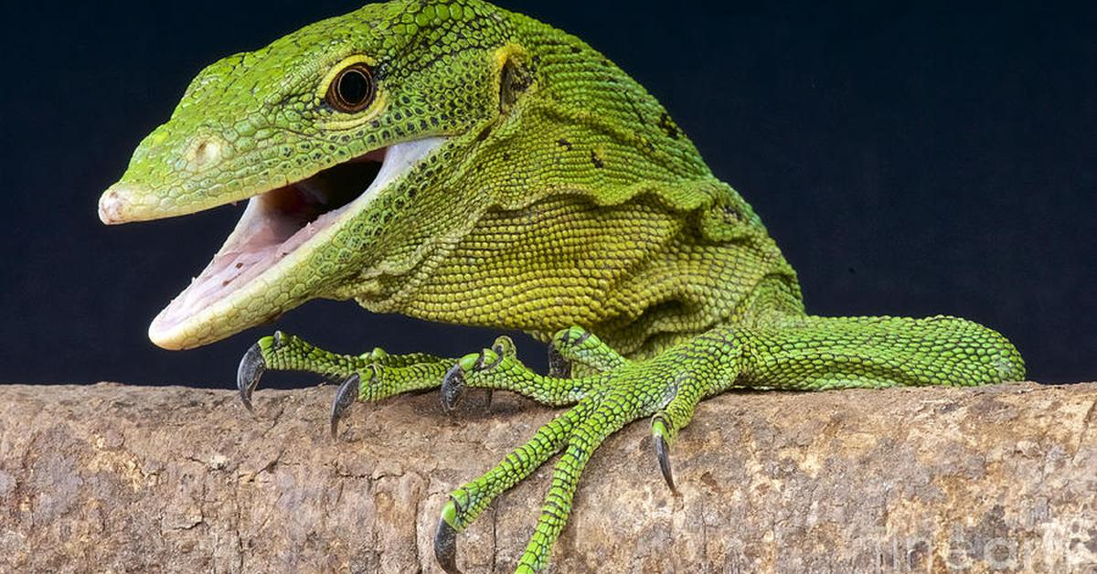 Pictures of Emerald Tree Monitor