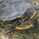 Pictures of Red-Eared Slider