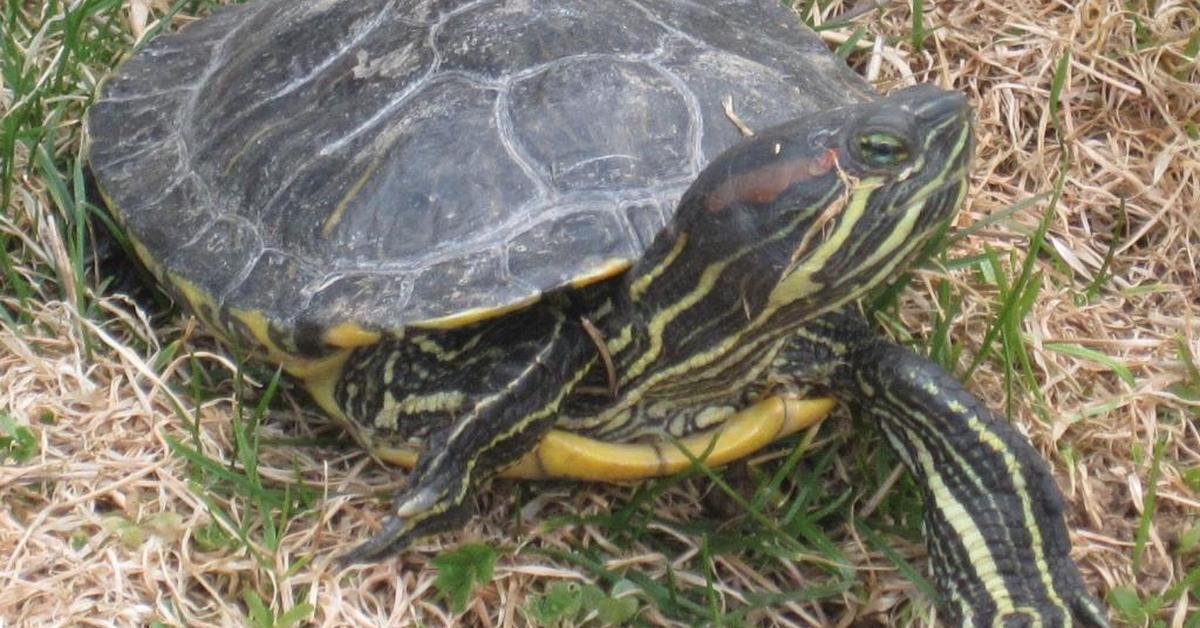 Pictures of Red-Eared Slider