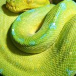 Pictures of Green Tree Python