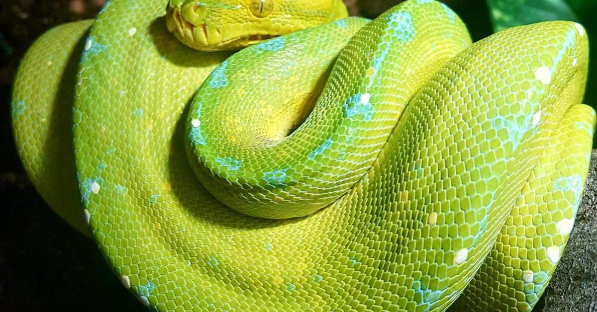 Pictures of Green Tree Python