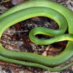Pictures of Rough Green Snake