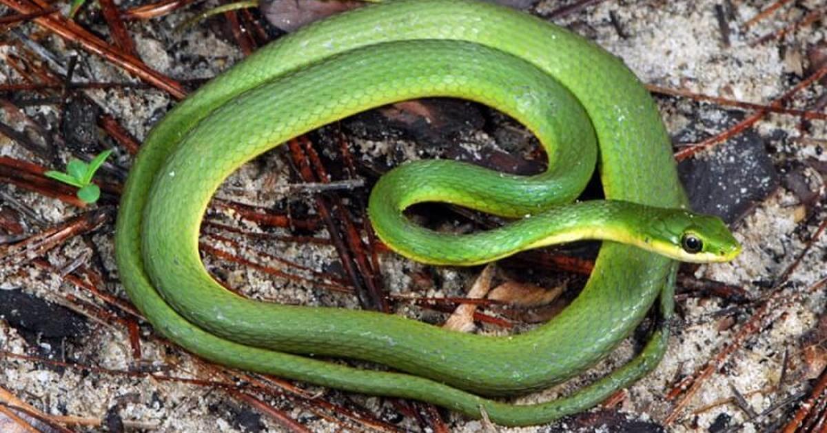 Pictures of Rough Green Snake