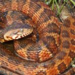 Pictures of Banded Water Snake