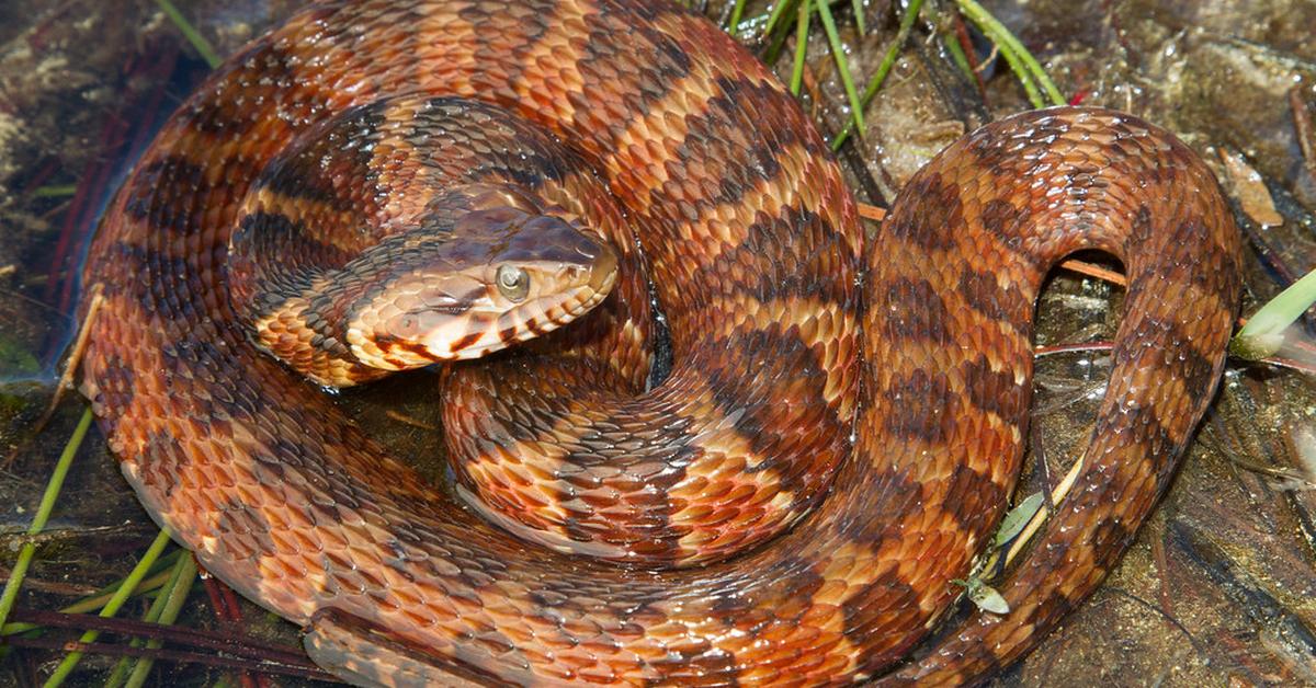 Pictures of Banded Water Snake